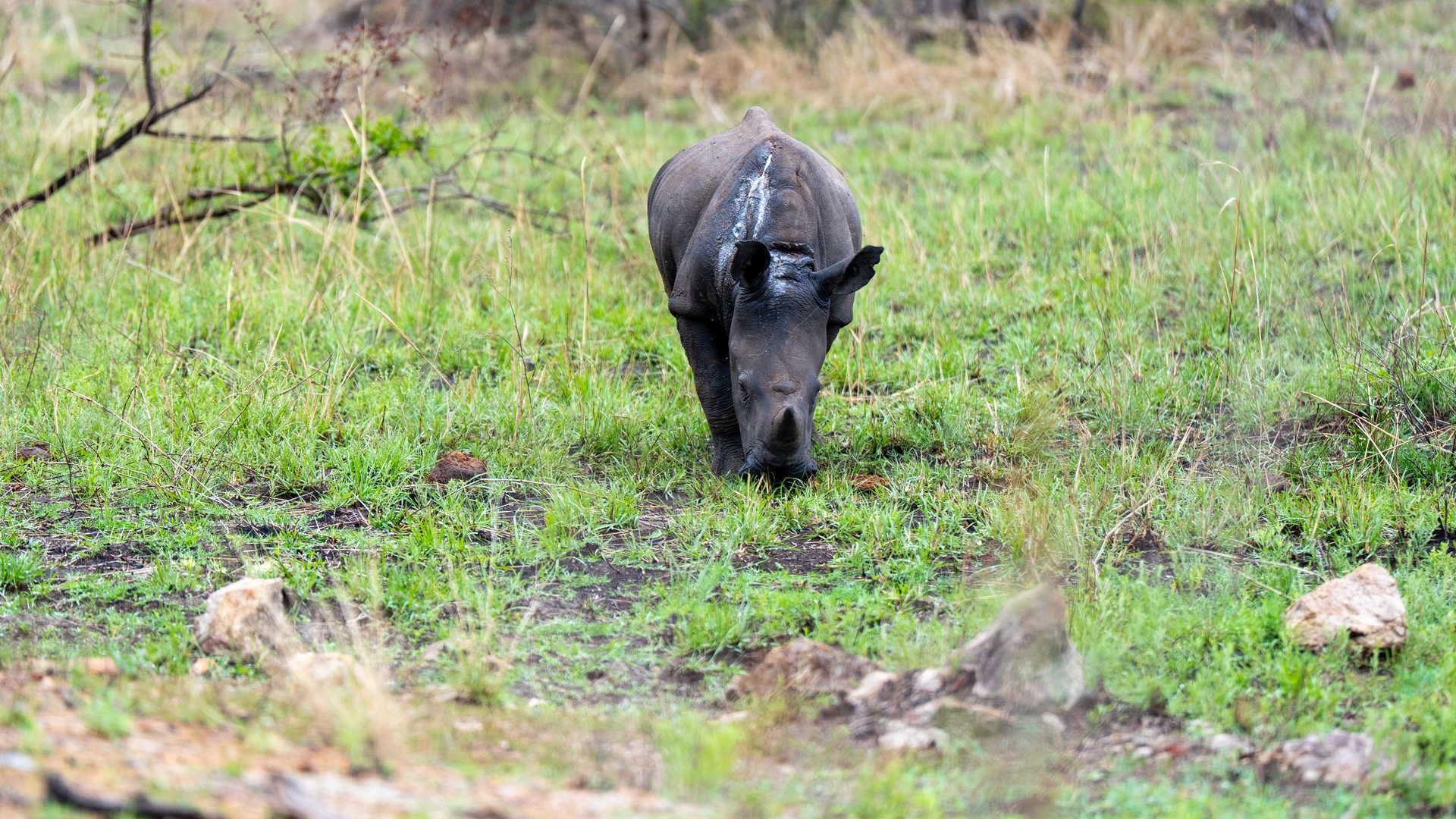 Kruger25 2025 10 30 09 10 01 ILCE 9M3 88